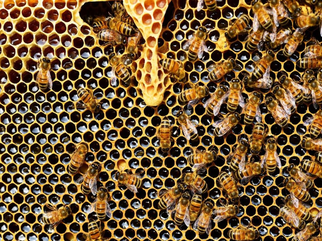 De bresques i caserons, una mirada al món de les abelles