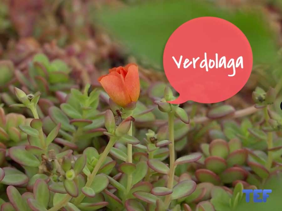 TEF - Herbes i plantes del nostre entorn